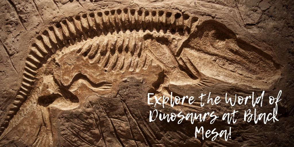 Want proof dinosaurs existed? Hike to the summit of Oklahoma’s highest peak at Black Mesa, located in the Oklahoma panhandle. While there, view authentic dinosaur tracks that are preserved in the creek beds.