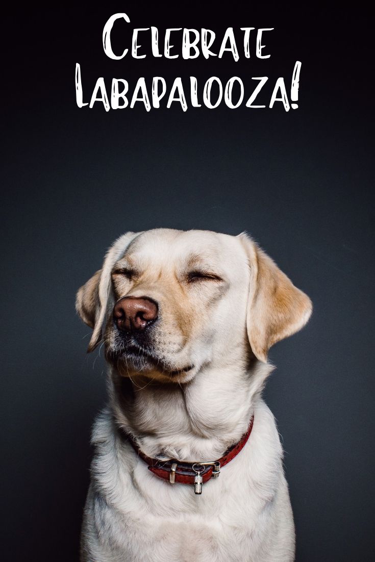 For Labapalooza dogs of all shapes and sizes descend on downtown...mostly labs! It's a celebration fundraiser for Lab Rescue OK!  Come on out and show your support!