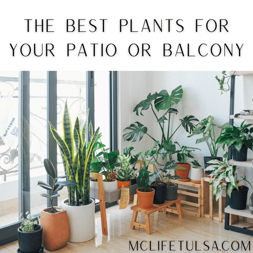 Beautiful house plants inside a home next to bright windows.  There is a snake plant, a monstera, a rubber plant, and a lot of other small houseplants. 