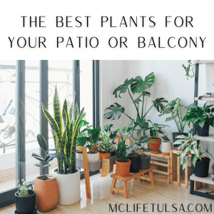 Beautiful house plants inside a home next to bright windows. There is a snake plant, a monstera, a rubber plant, and a lot of other small houseplants.