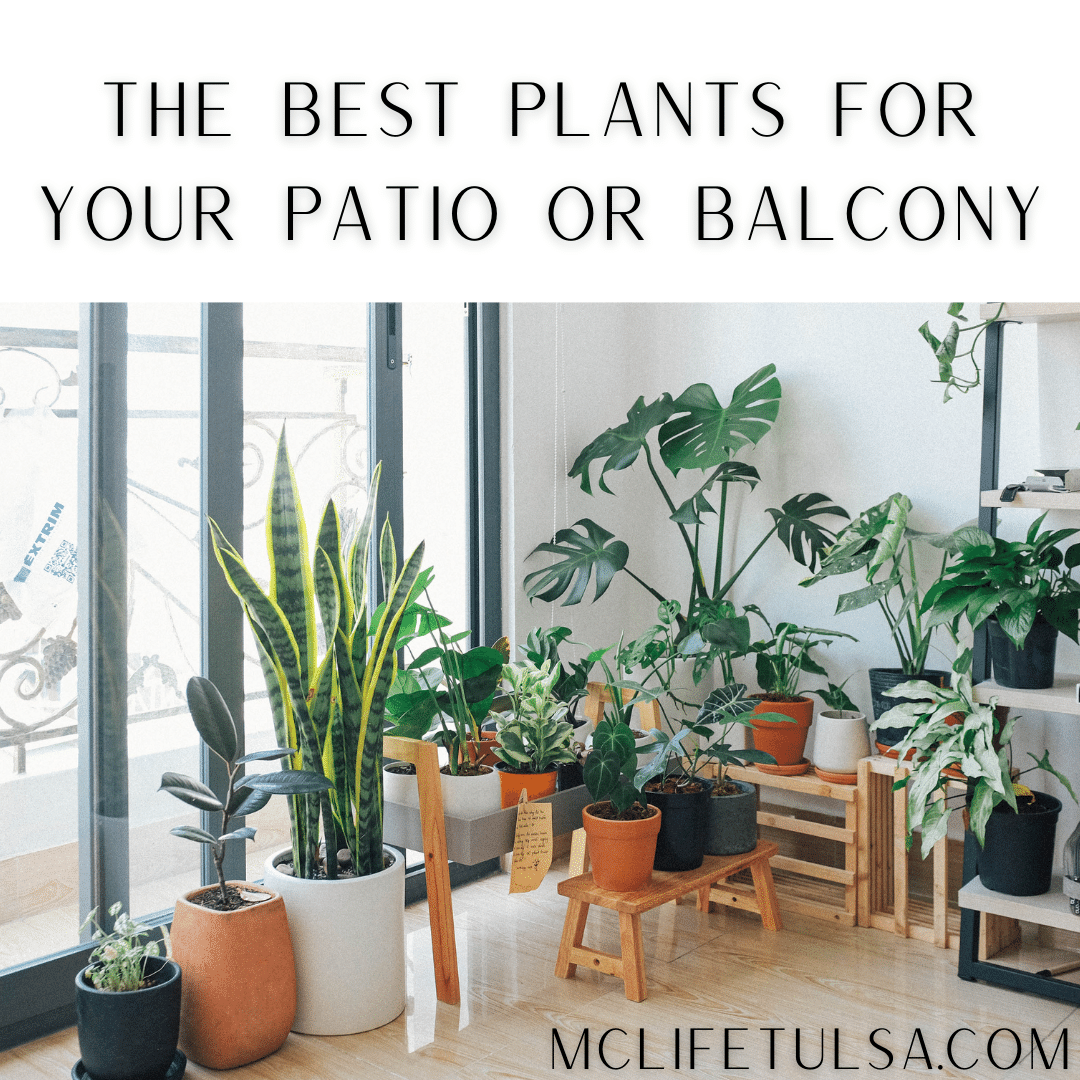 The Best Plants for Your Patio or Balcony MC Life Tulsa Apartment