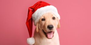 Looking for a holiday activity that both your and your dog can enjoy? The Jingle Bell Run is the original festive race for charity and it’s 100% dog friendly! This Tulsa living activity is not one you will want to miss!