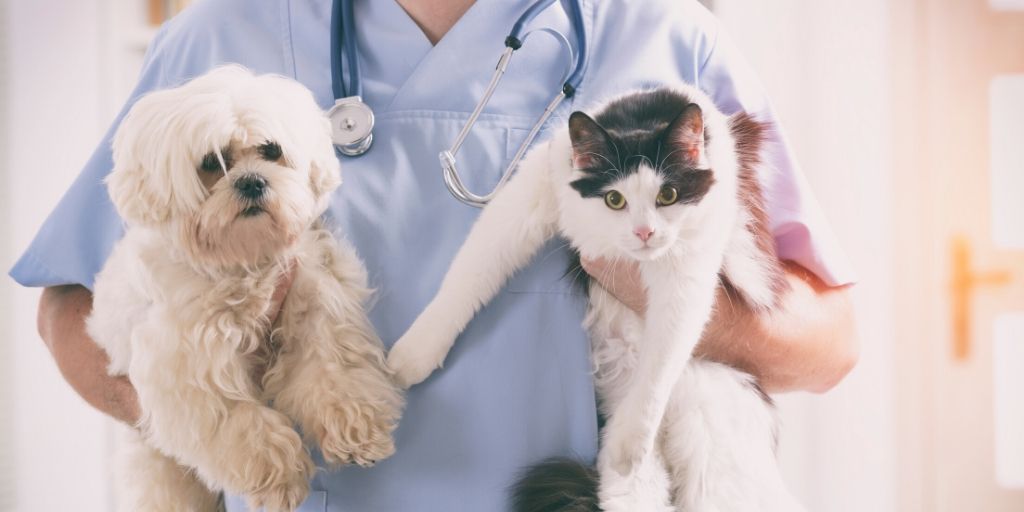 Vet care costs in Tulsa, like everywhere else, can sneak up on you. Be prepared for the best pet care possible with these tips and tricks.