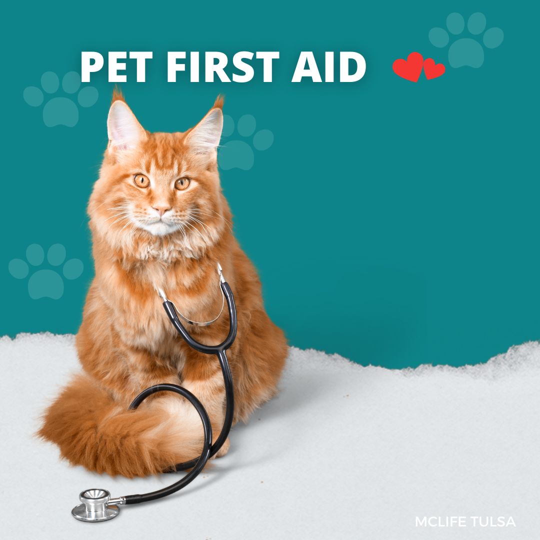 pet-first-aid-the-basics-zoetis-petcare