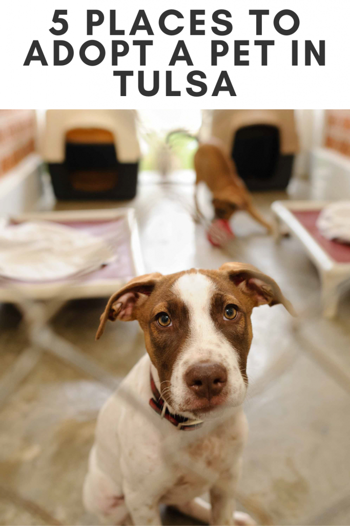 5 Places to Adopt a Pet in Tulsa - MC Life Tulsa Apartment Communities