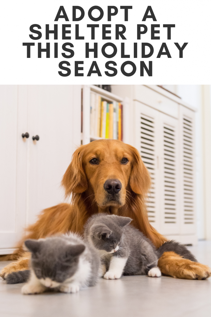 Brownish red haired golden retriever dog lays behind two grey and white kittens.  